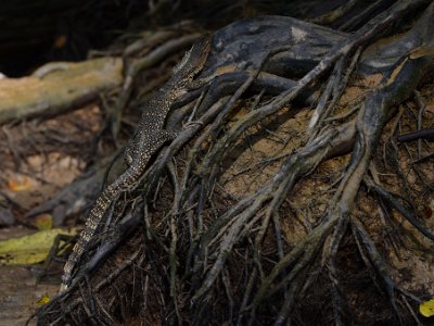 Monitor lizard (3)